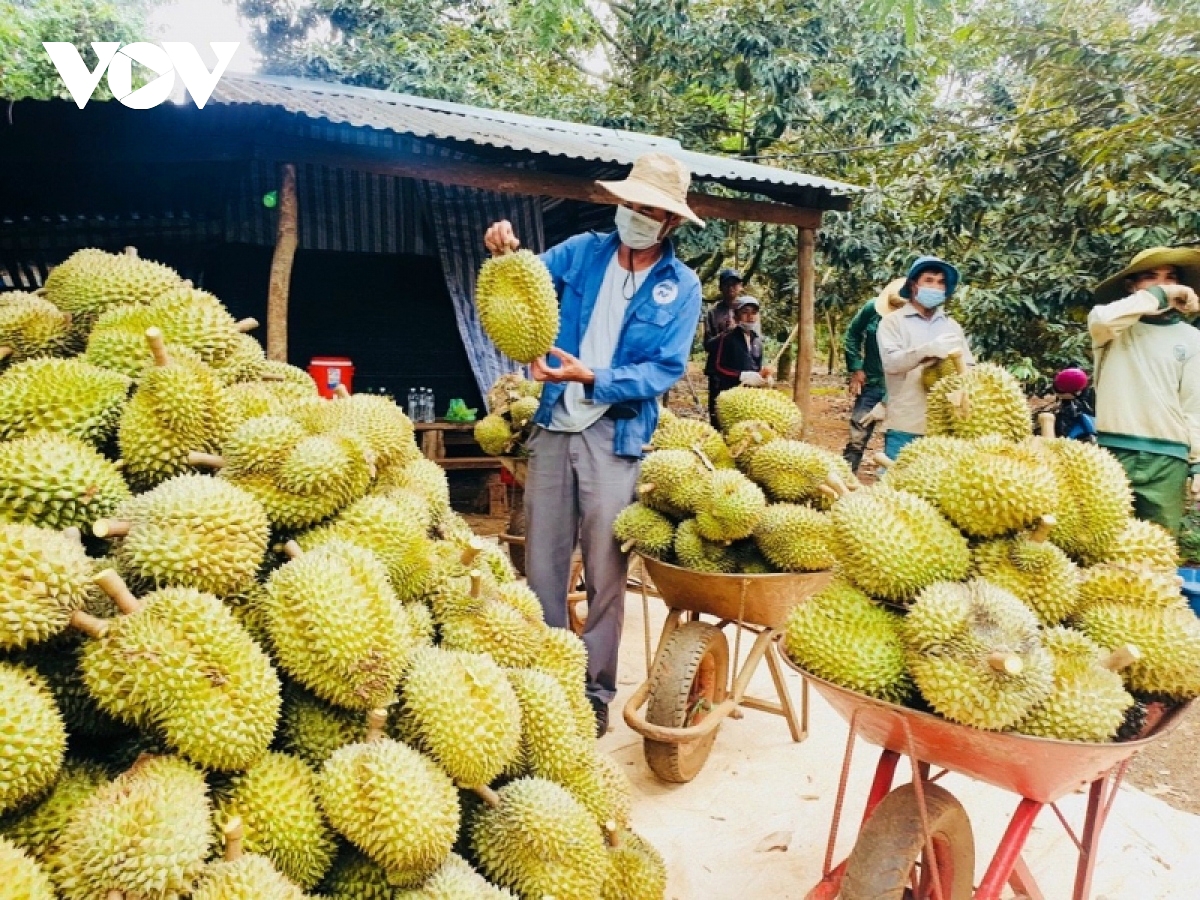 11-month fruit and vegetable exports hit record high of over US$5 billion